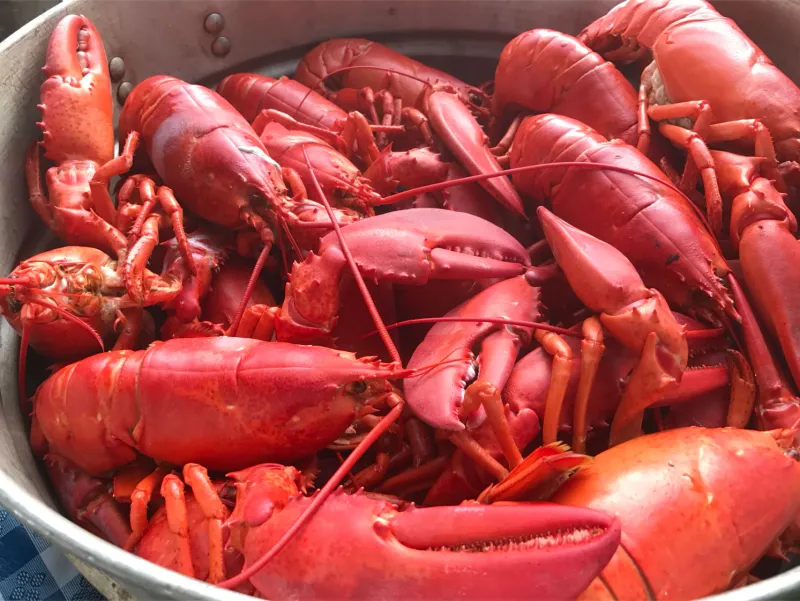 A pot of freshly steamed Cape Cod lobsters